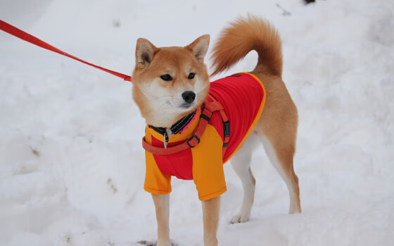 现代骑士的远征，当哈登刷新纪录在东方古国的回响