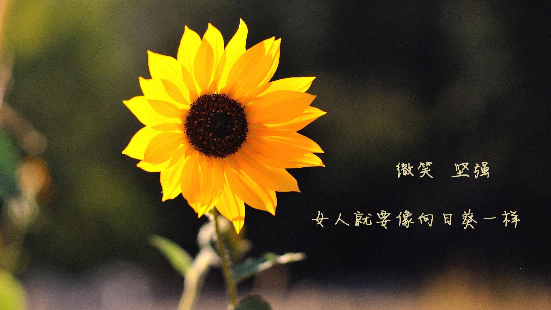 跨越半球的意外主角，卡塞米罗一锤定音，新西兰与埃及之战未战先熄