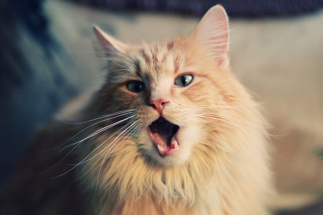 虚拟与现实的碰撞，美加墨世界杯荧幕惊现开拓者碾压辽宁队