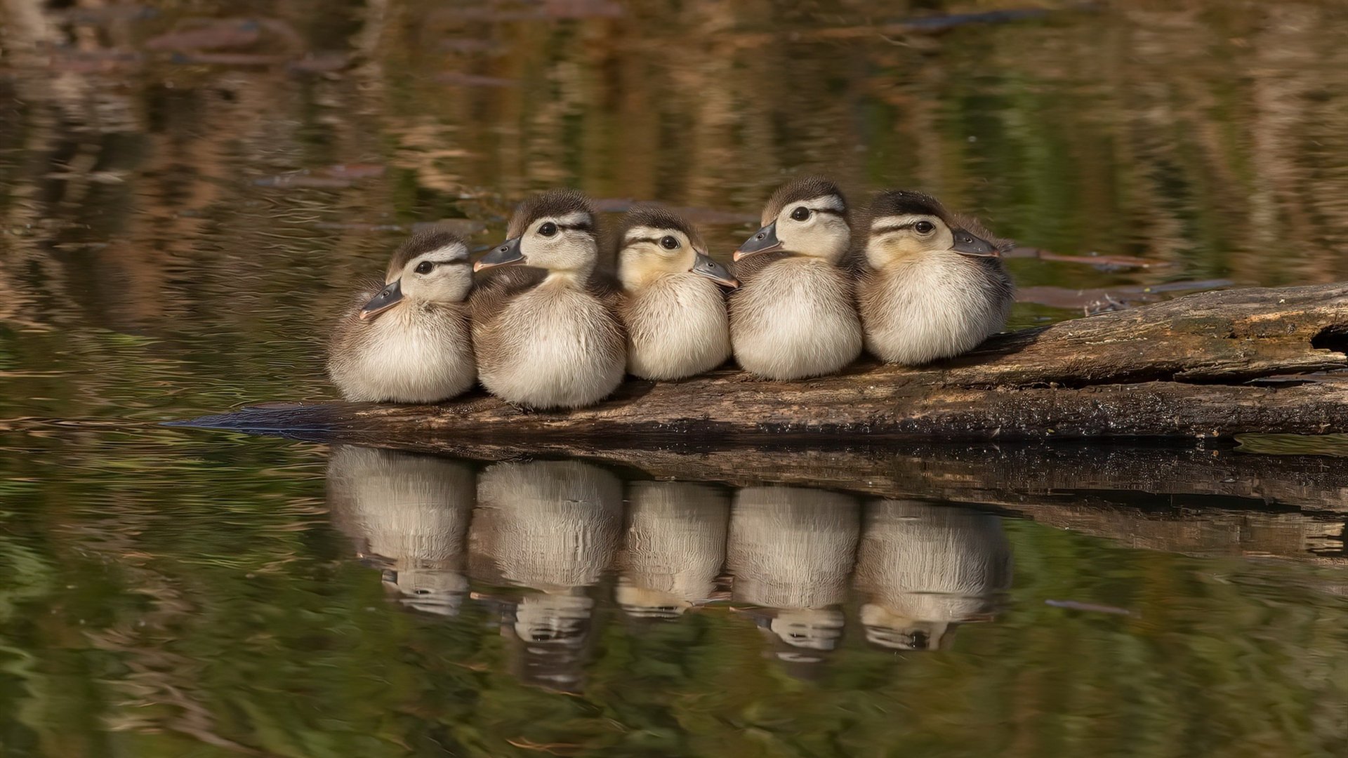 新王登基！杰伦·格林硬仗之王本色尽显，骑士万箭齐发火力压制步行者