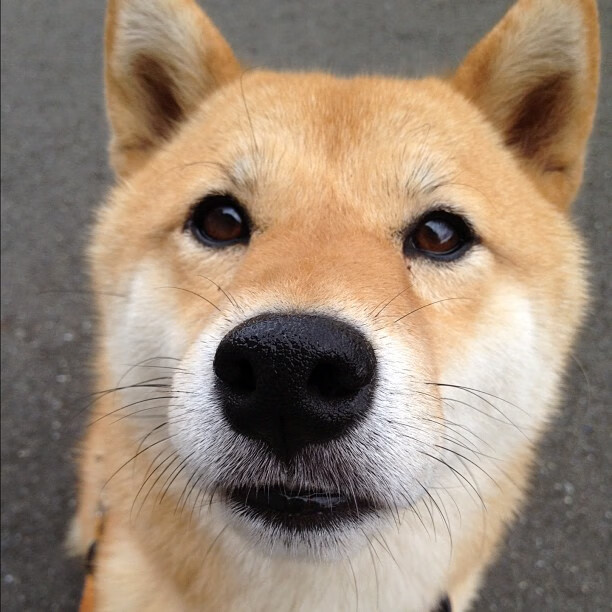 爱游戏入口-末节风暴！字母哥化身关键先生，火箭逆转带走上海队