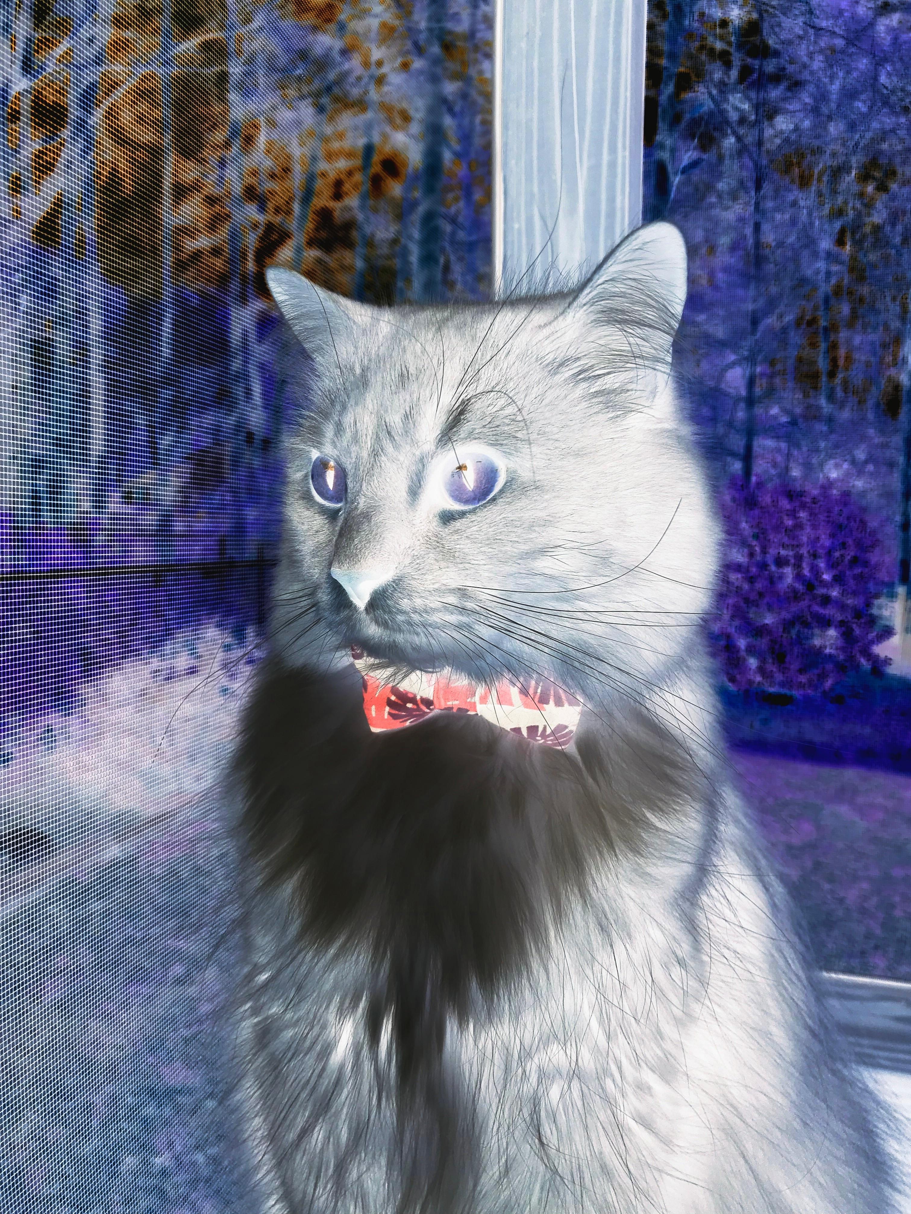 轻取骑士笑纳四连胜，武切维奇单骑救主定乾坤