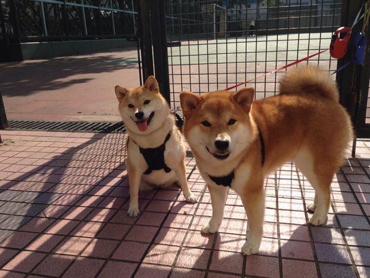 教科书级别的统治力！贝恩以一己之力定义意甲焦点战之夜