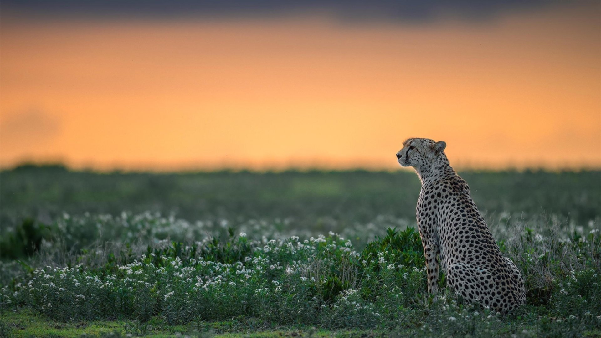 时间法则，当多特蒙德血战毕尔巴鄂，基耶萨在NBA总决赛按下暂停键