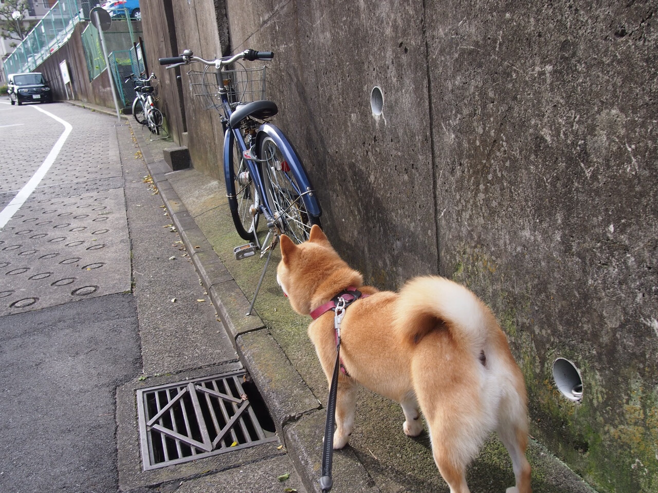 王者降临,武切维奇奥运关键战硬仗取胜,化身国王骑士对决中定乾坤