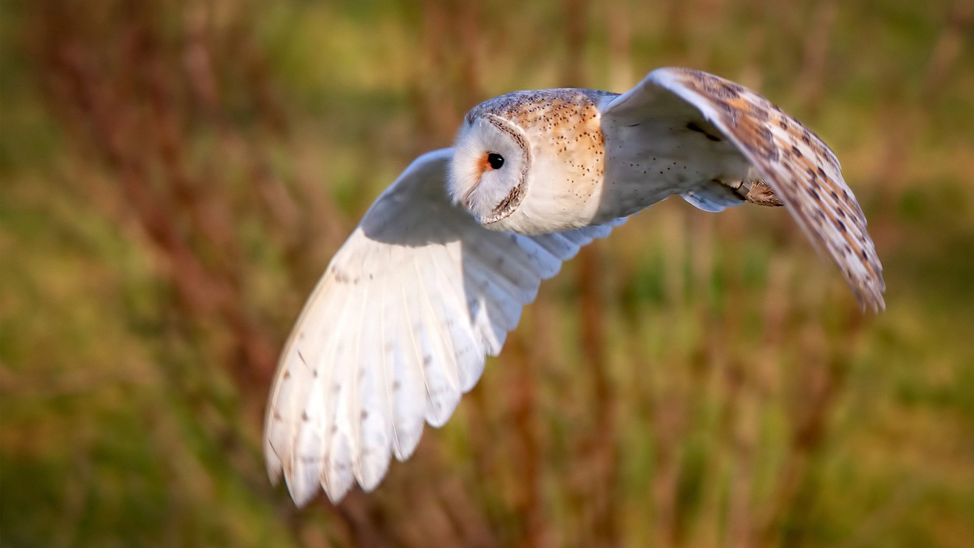 爱游戏官方-时空交错的篮球传奇，当吉林队封锁魔术，布伦森成为跨越联赛的关键先生
