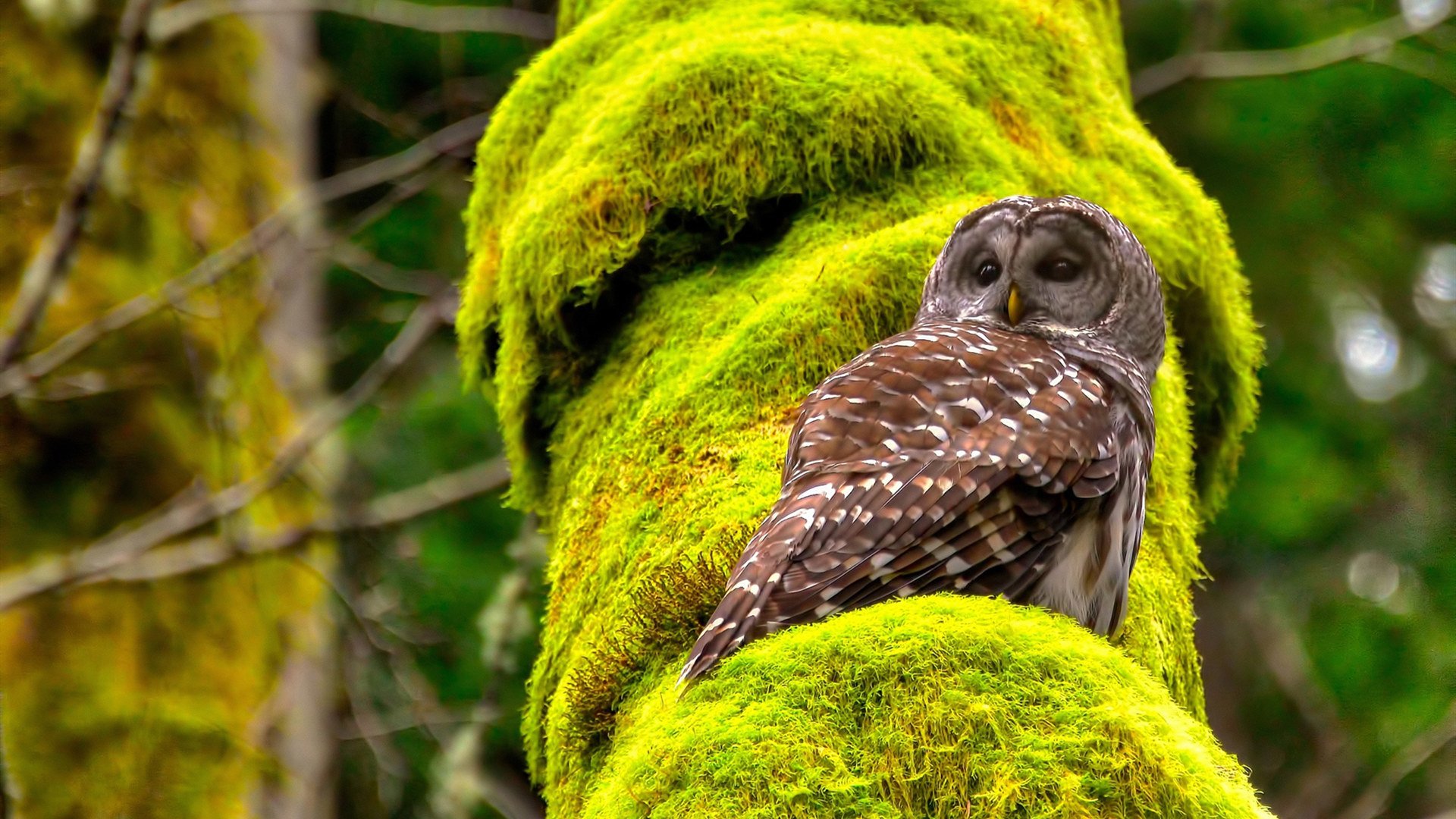 荷兰封锁勒沃库森？不，是卡塞米罗在F1刹车区完成致命超车！