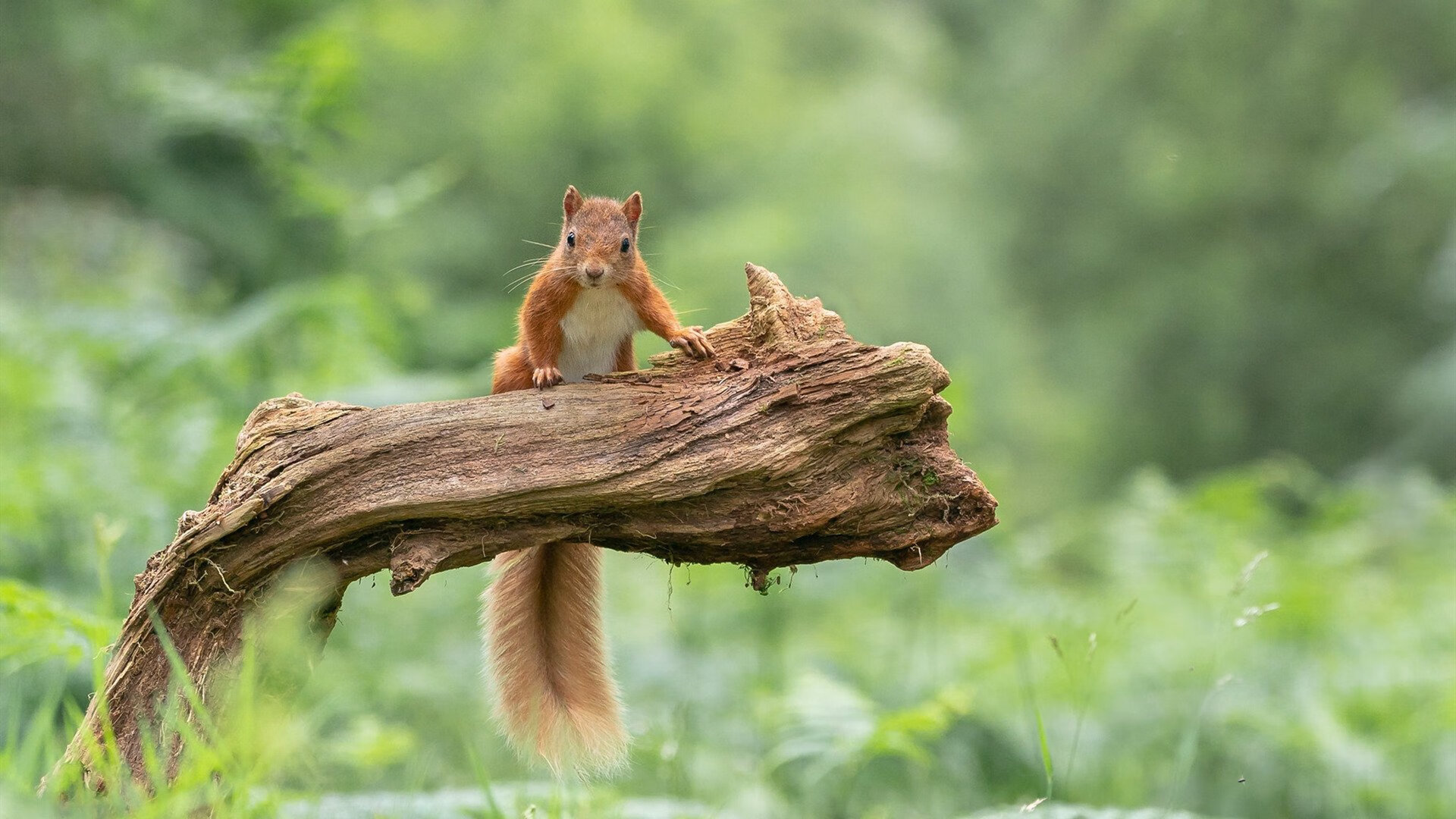 跨越太平洋的篮球盛宴，莫兰特全能统治引领鹈鹕力斩吉林队