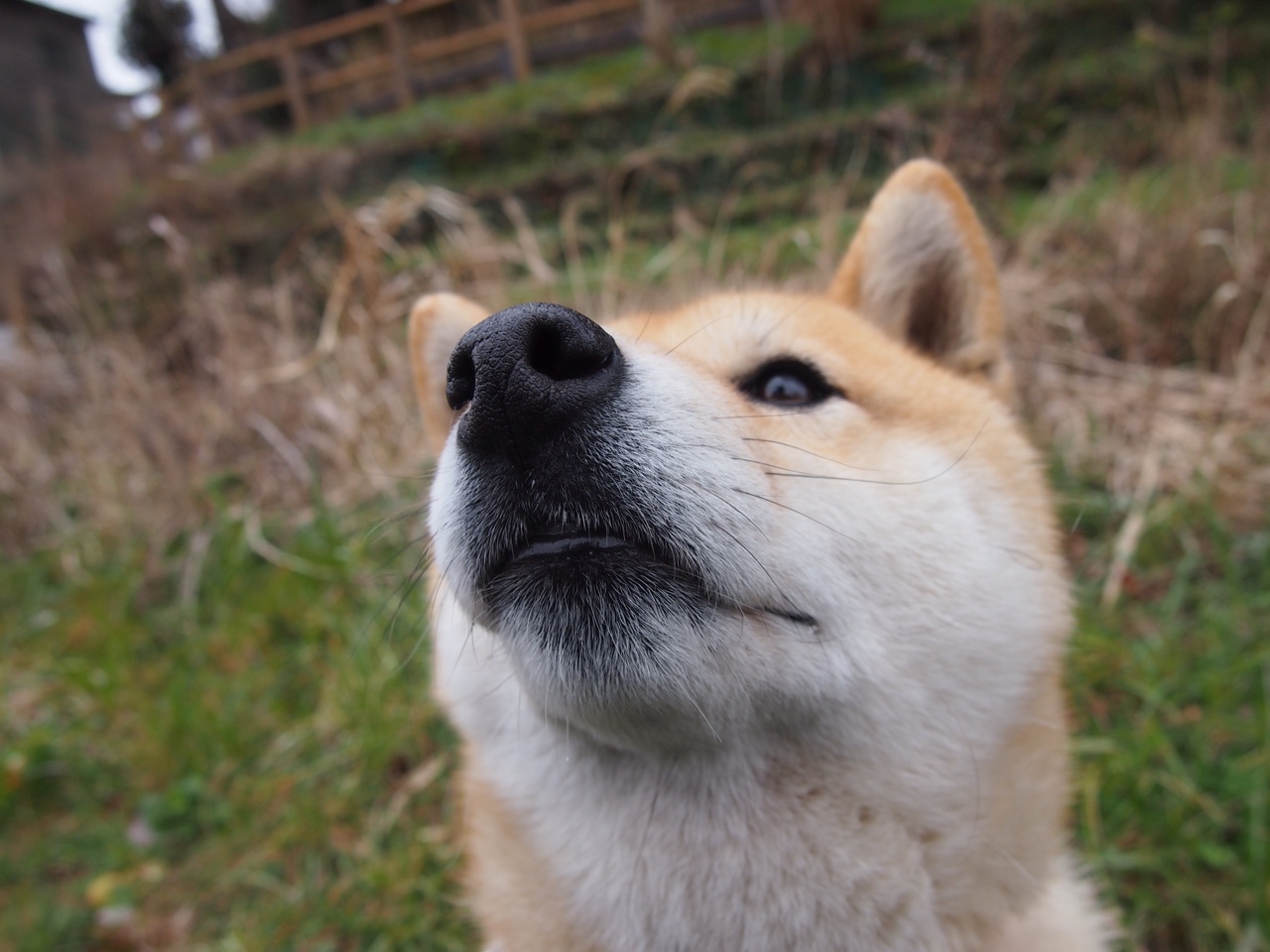 撕裂铁幕，尼克斯如何以独特节奏掌控绿军，班凯罗一人主宰比赛走向