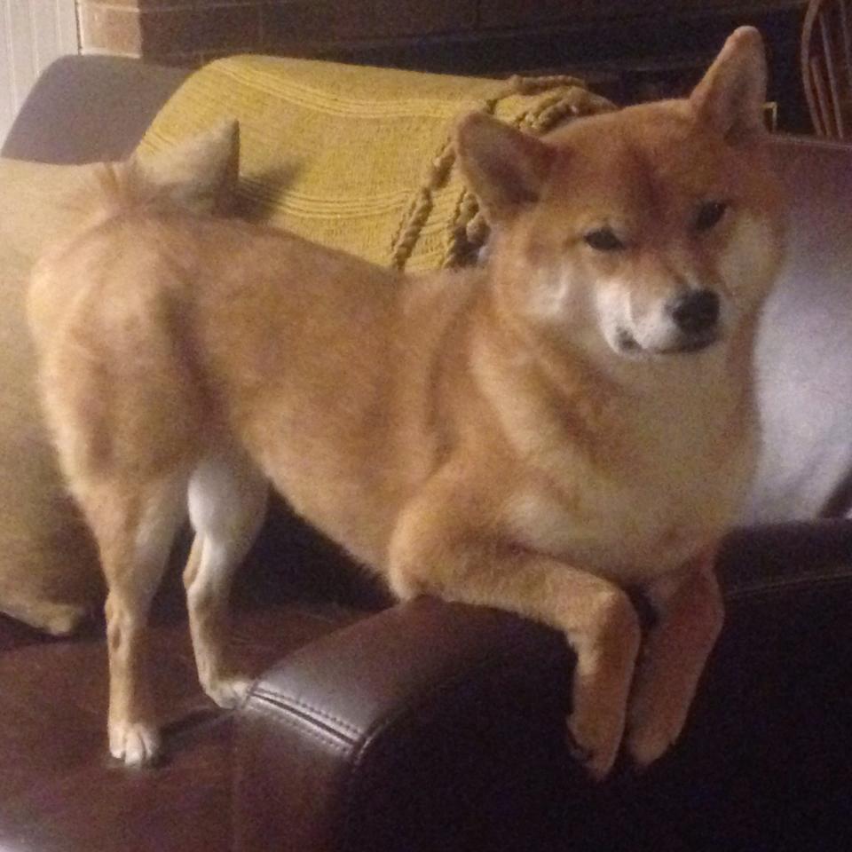 火力全开!乌克兰闪电战击溃芬兰,布雷默全场调度如战场指挥官