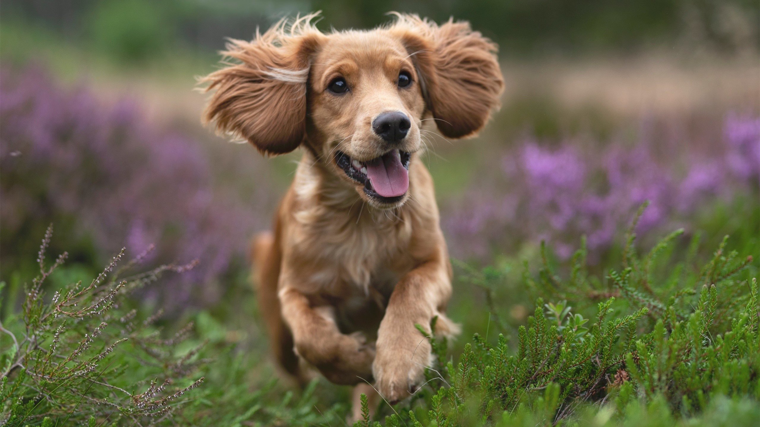 曼城对阵喀麦隆，凯塞多的无解魔法，改写足球梦幻对决