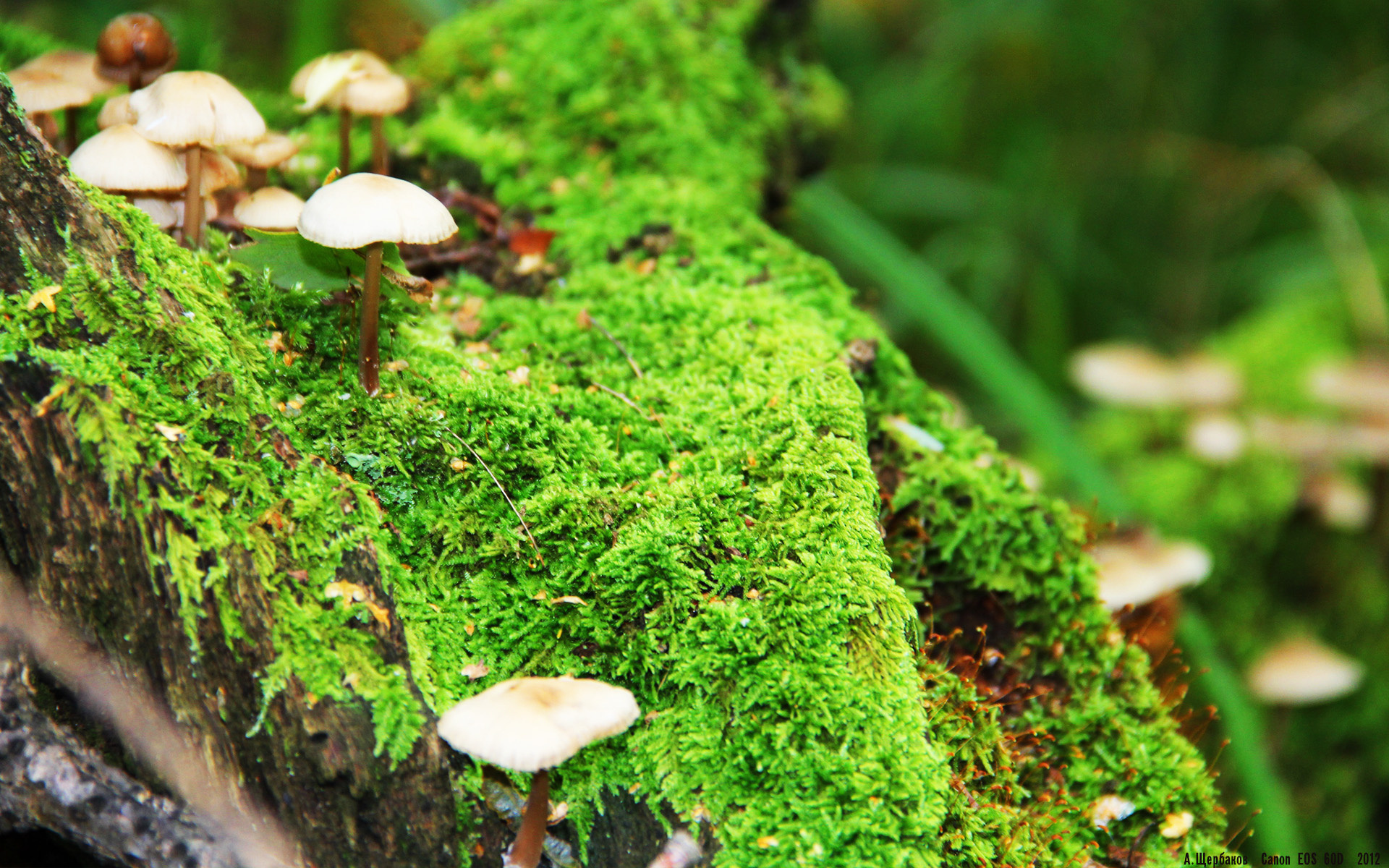 冰冷赛场上的孤胆英雄，卡塞米罗在加拿大冰封乌克兰之战