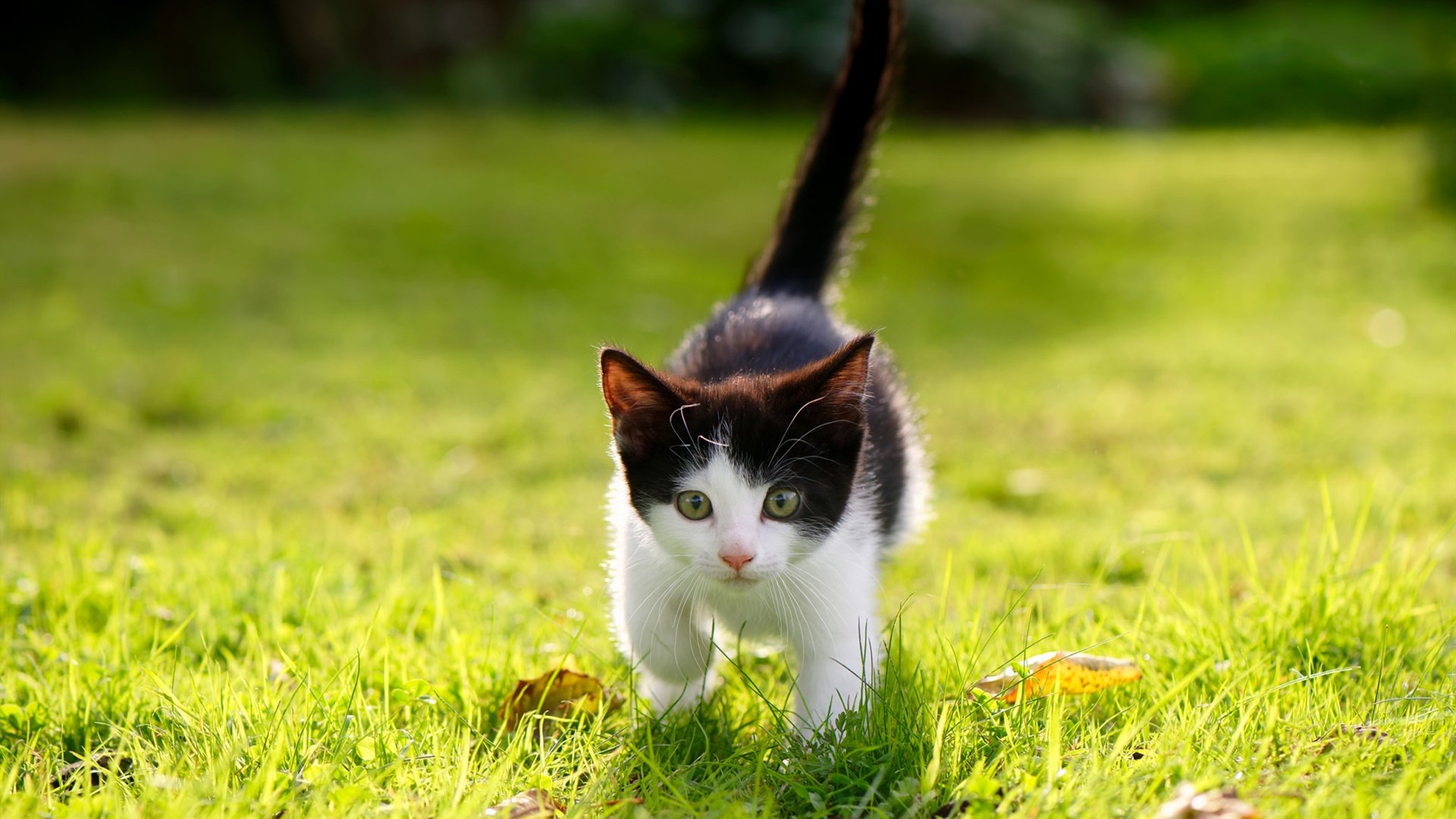 关键先生英格拉姆发威，广厦队稳扎稳打力克辽宁豪取关键胜利