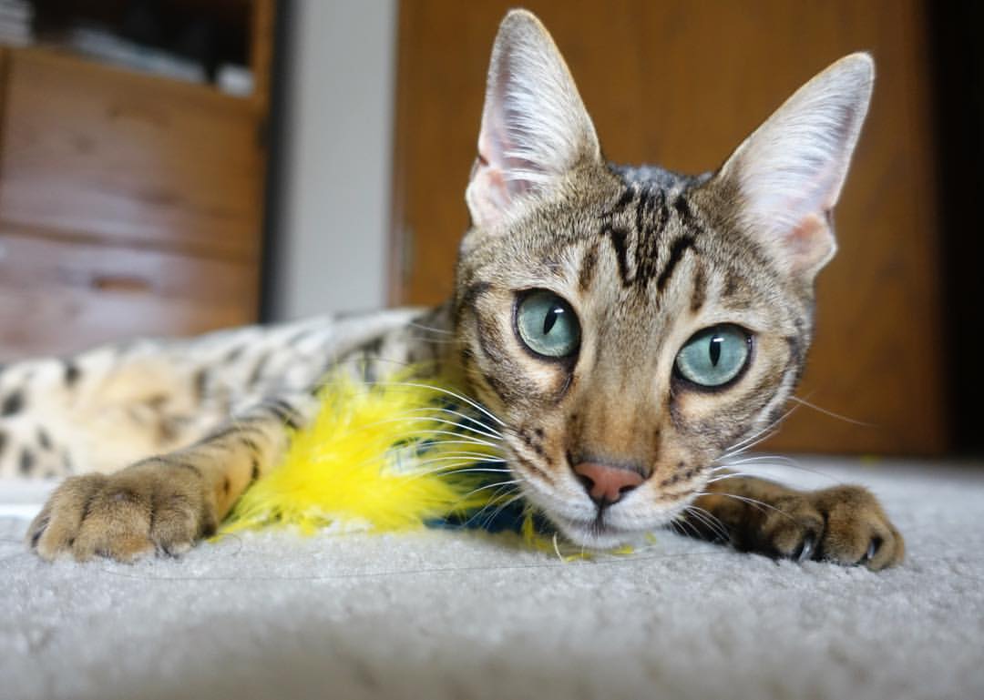 欧冠战报,黄喜灿梦幻舞步令对手完全无解,葡萄牙体育单节闪电战击穿巴黎