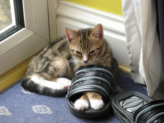 爱游戏体育-跨越球类的决胜时刻，东决与葡秘之战的唯一性启示