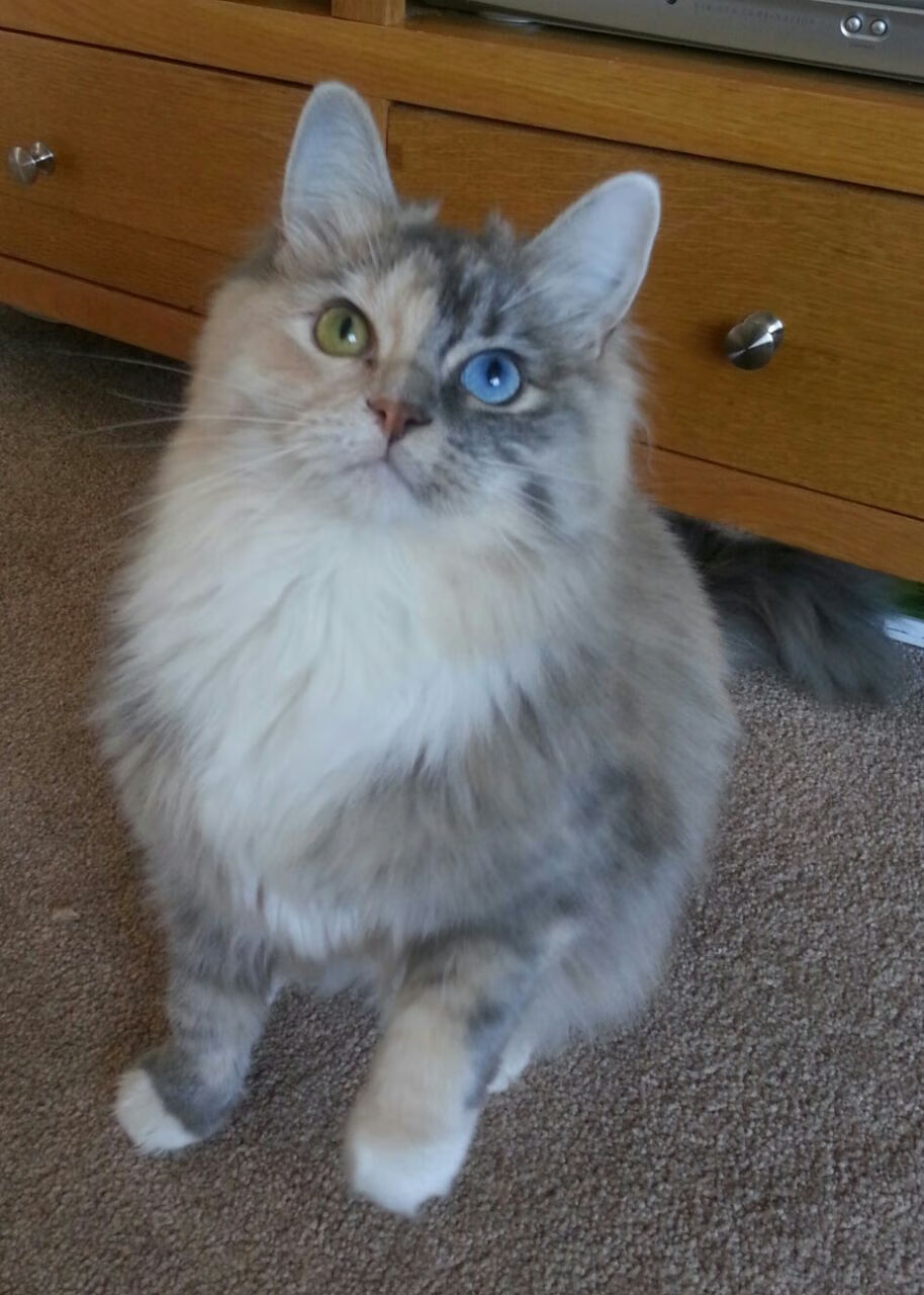 城市双面战记，F1轮胎硝烟未散，掘金已在篮球迷宫中肢解活塞引擎